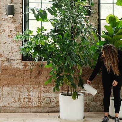 woman watering plant